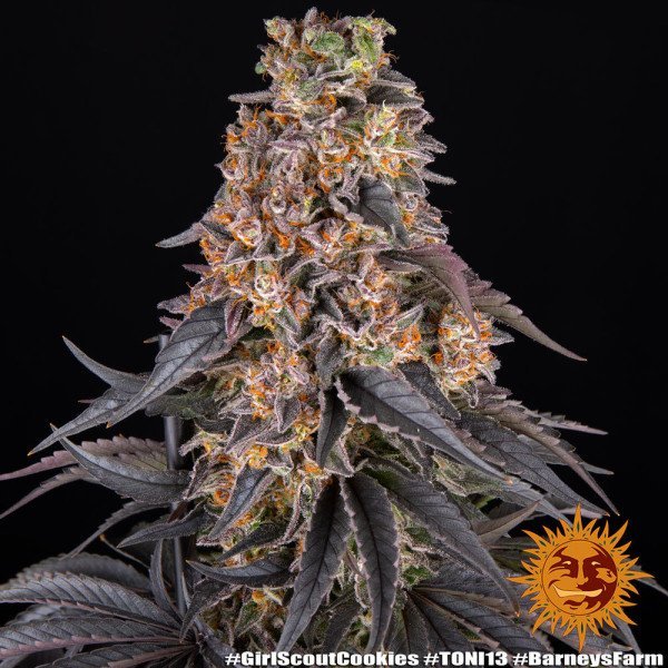 BearBush-Bear-Bush-Botanical-Collective-Barneys-Farm-Girl-Scout-Cookies-Fem-11