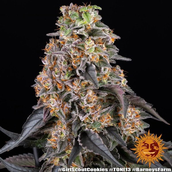 BearBush-Bear-Bush-Botanical-Collective-Barneys-Farm-Girl-Scout-Cookies-Fem-12