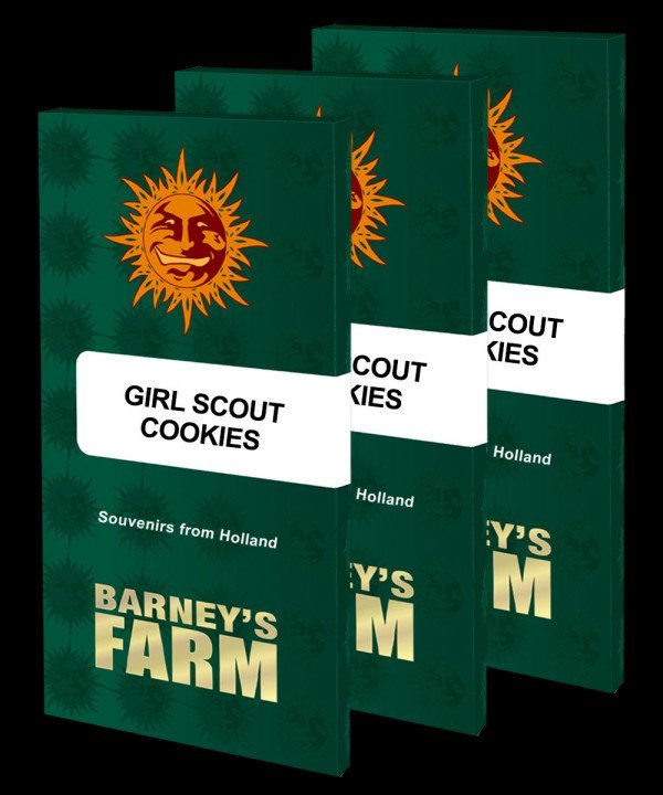 BearBush-Bear-Bush-Botanical-Collective-Barneys-Farm-Girl-Scout-Cookies-Fem-13