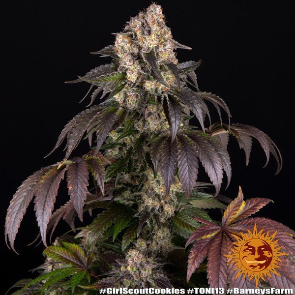 BearBush-Bear-Bush-Botanical-Collective-Barneys-Farm-Girl-Scout-Cookies-Fem-3