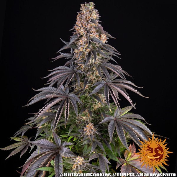 BearBush-Bear-Bush-Botanical-Collective-Barneys-Farm-Girl-Scout-Cookies-Fem-4