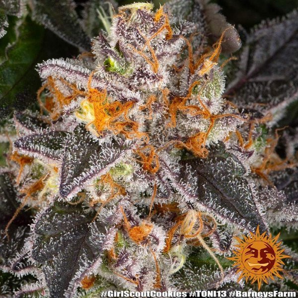 BearBush-Bear-Bush-Botanical-Collective-Barneys-Farm-Girl-Scout-Cookies-Fem-5