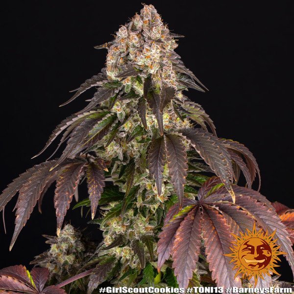 BearBush-Bear-Bush-Botanical-Collective-Barneys-Farm-Girl-Scout-Cookies-Fem-6