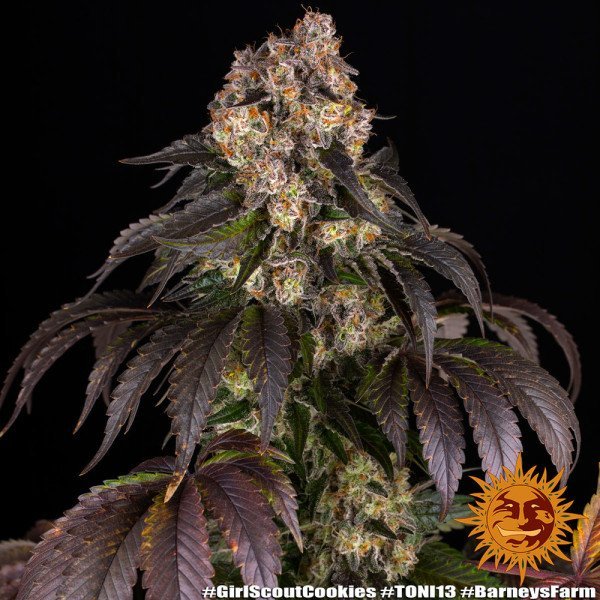 BearBush-Bear-Bush-Botanical-Collective-Barneys-Farm-Girl-Scout-Cookies-Fem-8