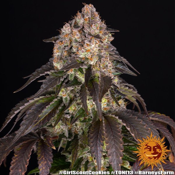 BearBush-Bear-Bush-Botanical-Collective-Barneys-Farm-Girl-Scout-Cookies-Fem-9