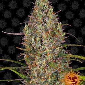 BearBush-Bear-Bush-Botanical-Collective-Barneys-Farm-Glue-Gelato-Auto-2