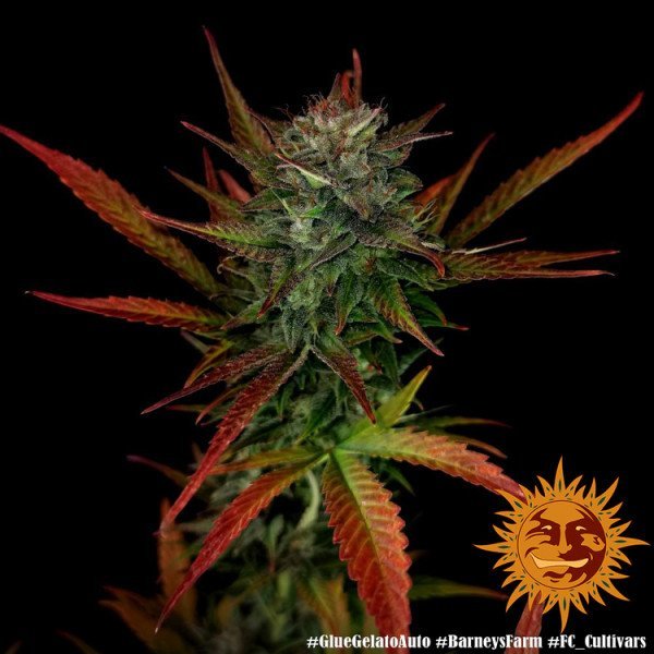 BearBush-Bear-Bush-Botanical-Collective-Barneys-Farm-Glue-Gelato-Auto-8