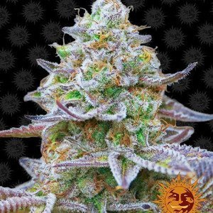 BearBush-Bear-Bush-Botanical-Collective-Barneys-Farm-Gorilla-Zkittlez-Fem-2