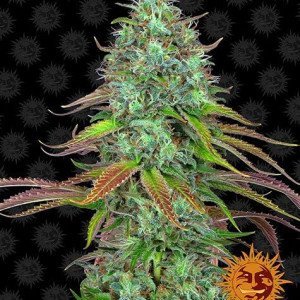 BearBush-Bear-Bush-Botanical-Collective-Barneys-Farm-LSD-Auto-2