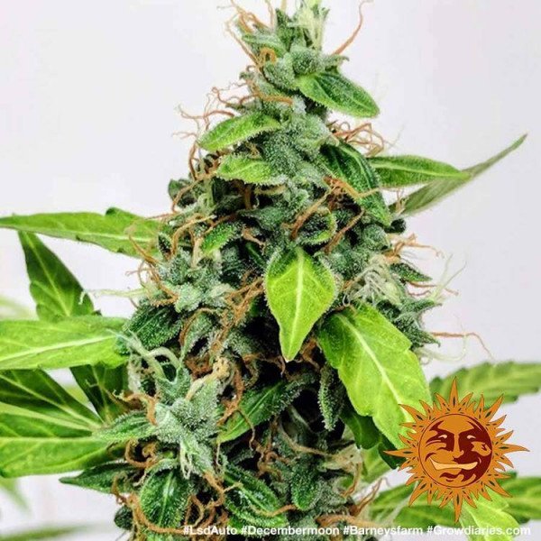 BearBush-Bear-Bush-Botanical-Collective-Barneys-Farm-LSD-Auto-8