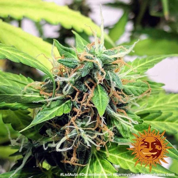 BearBush-Bear-Bush-Botanical-Collective-Barneys-Farm-LSD-Auto-9