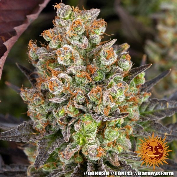 BearBush-Bear-Bush-Botanical-Collective-Barneys-Farm-OG-Kush-Fem-11