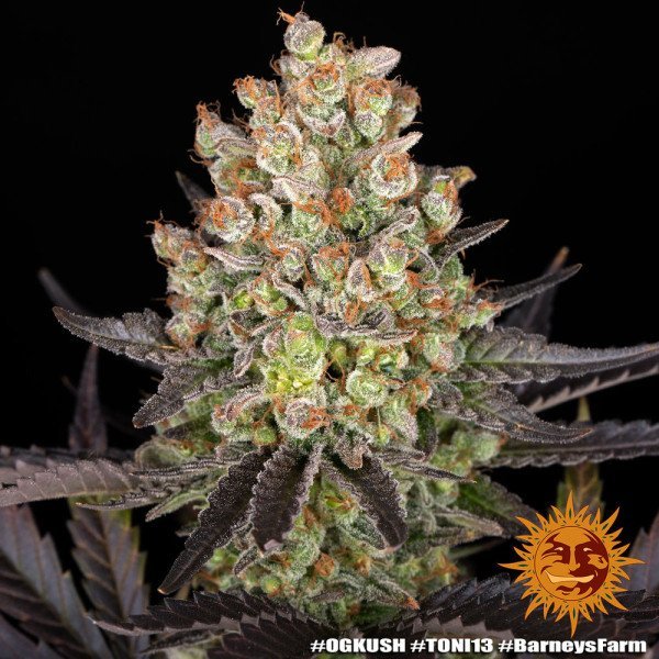 BearBush-Bear-Bush-Botanical-Collective-Barneys-Farm-OG-Kush-Fem-12