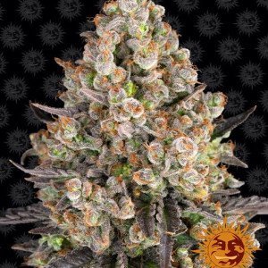 BearBush-Bear-Bush-Botanical-Collective-Barneys-Farm-OG-Kush-Fem-2