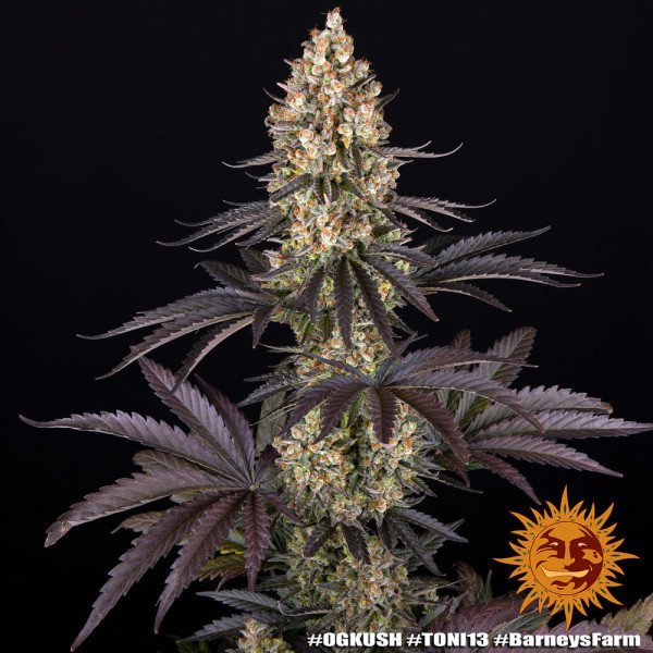 BearBush-Bear-Bush-Botanical-Collective-Barneys-Farm-OG-Kush-Fem-3