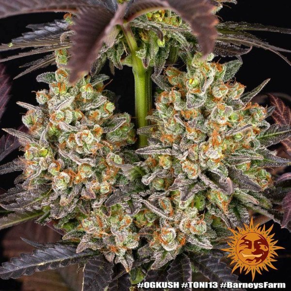 BearBush-Bear-Bush-Botanical-Collective-Barneys-Farm-OG-Kush-Fem-5