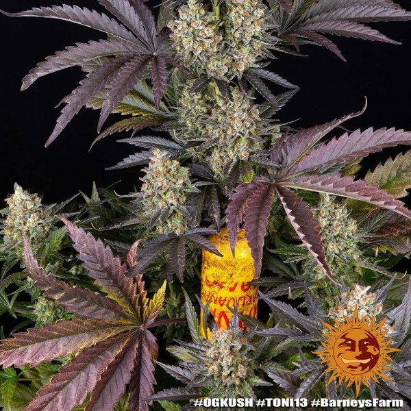 BearBush-Bear-Bush-Botanical-Collective-Barneys-Farm-OG-Kush-Fem-6