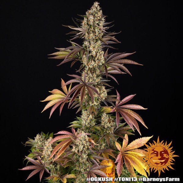 BearBush-Bear-Bush-Botanical-Collective-Barneys-Farm-OG-Kush-Fem-7