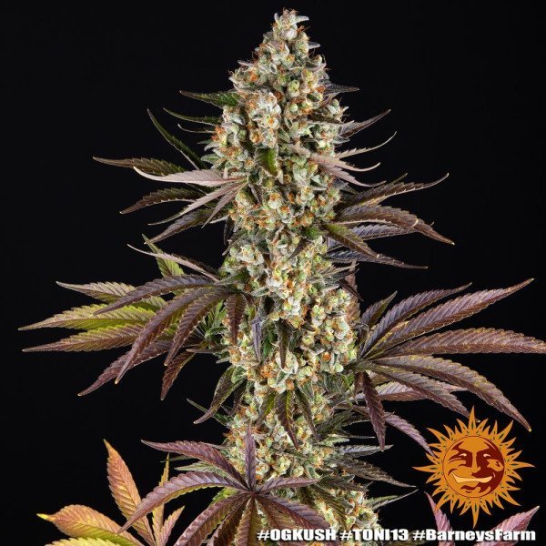 BearBush-Bear-Bush-Botanical-Collective-Barneys-Farm-OG-Kush-Fem-8