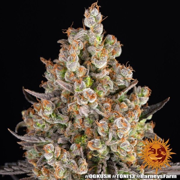 BearBush-Bear-Bush-Botanical-Collective-Barneys-Farm-OG-Kush-Fem-9