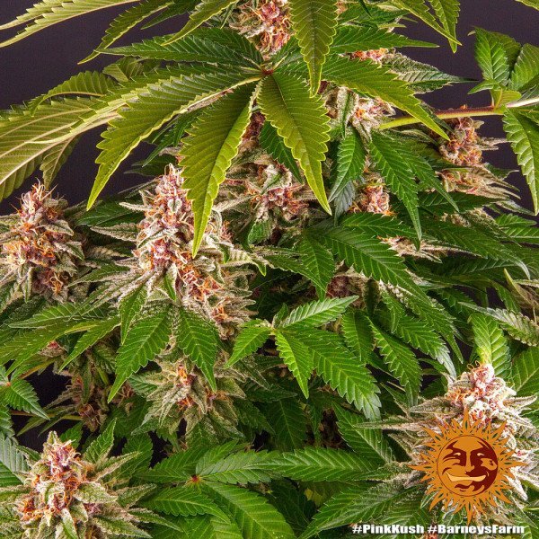 BearBush-Bear-Bush-Botanical-Collective-Barneys-Farm-Pink-Kush-Fem-10