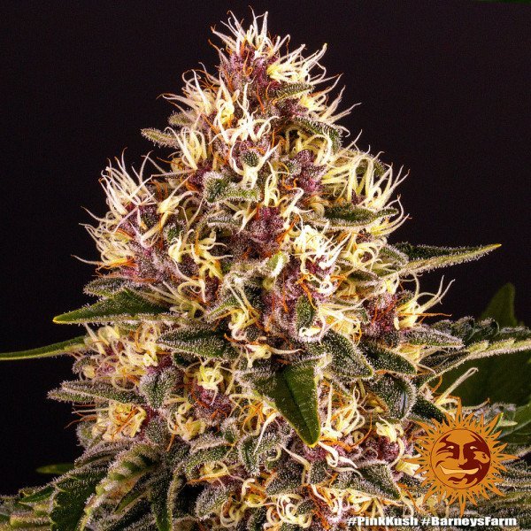 BearBush-Bear-Bush-Botanical-Collective-Barneys-Farm-Pink-Kush-Fem-11