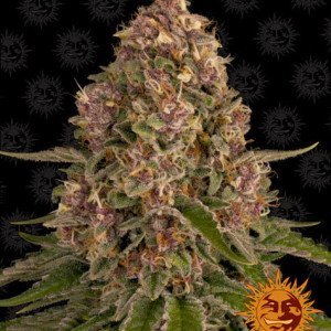 BearBush-Bear-Bush-Botanical-Collective-Barneys-Farm-Pink-Kush-Fem-2