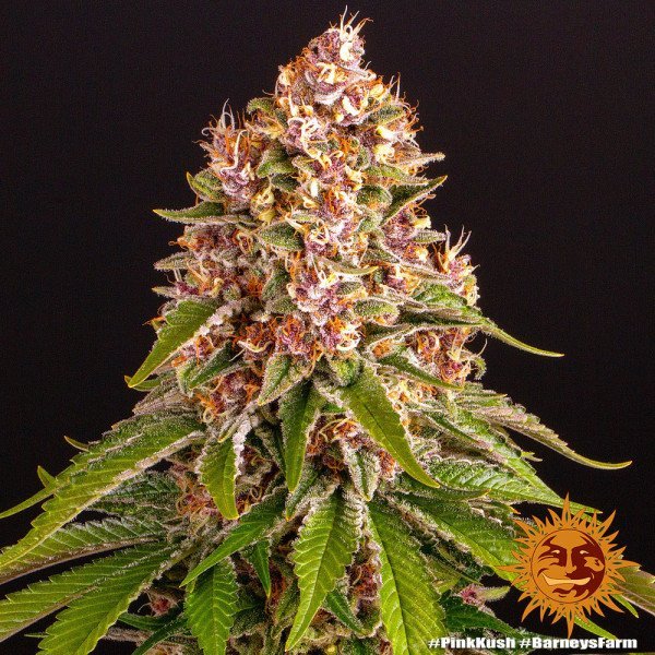 BearBush-Bear-Bush-Botanical-Collective-Barneys-Farm-Pink-Kush-Fem-3