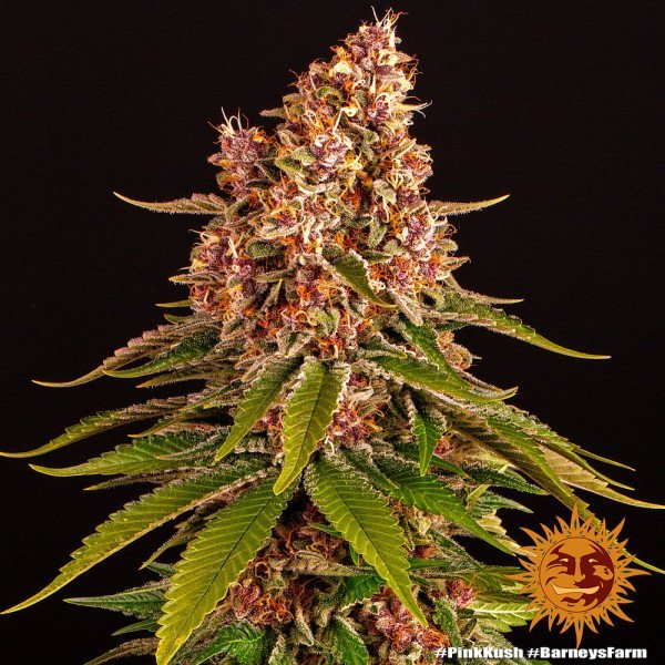 BearBush-Bear-Bush-Botanical-Collective-Barneys-Farm-Pink-Kush-Fem-4