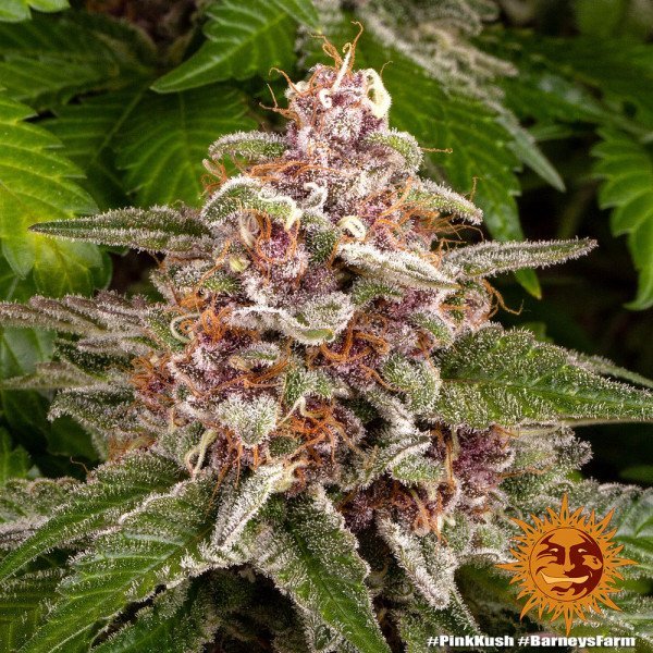 BearBush-Bear-Bush-Botanical-Collective-Barneys-Farm-Pink-Kush-Fem-5