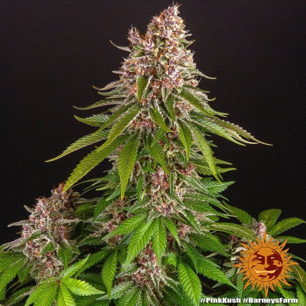 BearBush-Bear-Bush-Botanical-Collective-Barneys-Farm-Pink-Kush-Fem-6