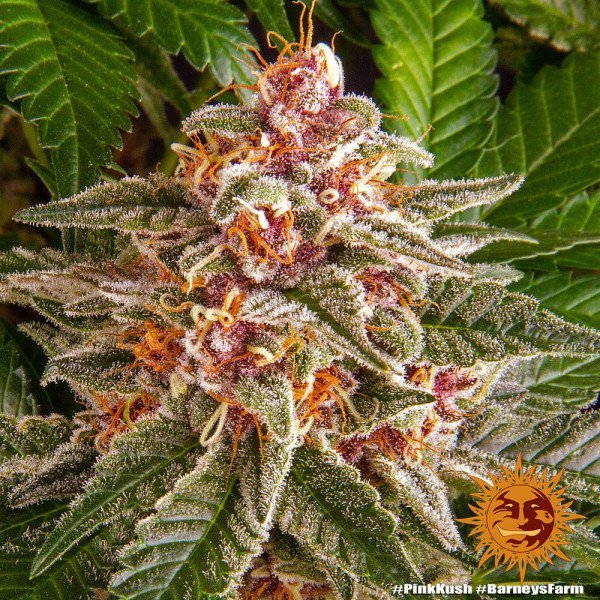 BearBush-Bear-Bush-Botanical-Collective-Barneys-Farm-Pink-Kush-Fem-7