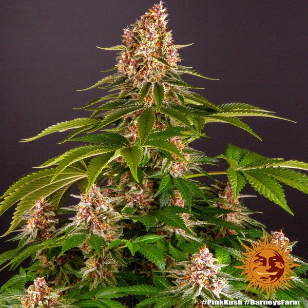 BearBush-Bear-Bush-Botanical-Collective-Barneys-Farm-Pink-Kush-Fem-8