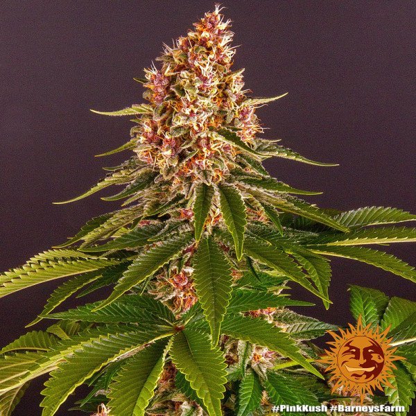 BearBush-Bear-Bush-Botanical-Collective-Barneys-Farm-Pink-Kush-Fem-9