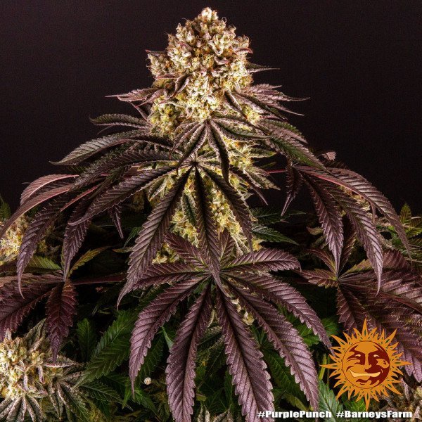 BearBush-Bear-Bush-Botanical-Collective-Barneys-Farm-Purple-Punch-Auto-10