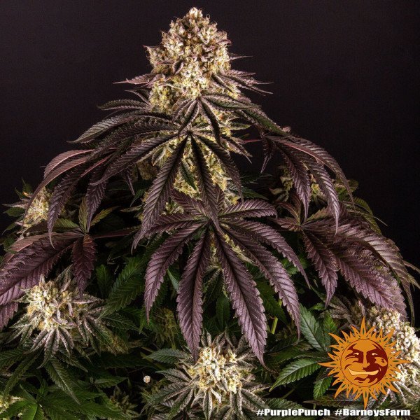 BearBush-Bear-Bush-Botanical-Collective-Barneys-Farm-Purple-Punch-Auto-11