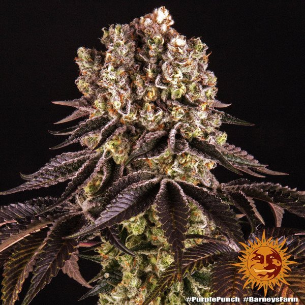 BearBush-Bear-Bush-Botanical-Collective-Barneys-Farm-Purple-Punch-Auto-12