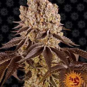 BearBush-Bear-Bush-Botanical-Collective-Barneys-Farm-Purple-Punch-Auto-2