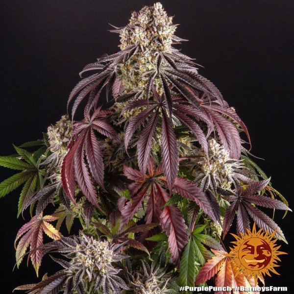 BearBush-Bear-Bush-Botanical-Collective-Barneys-Farm-Purple-Punch-Auto-4