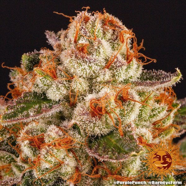 BearBush-Bear-Bush-Botanical-Collective-Barneys-Farm-Purple-Punch-Auto-5