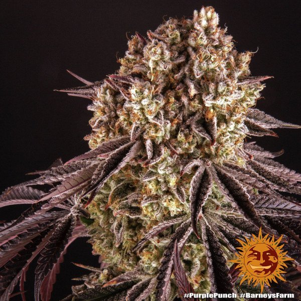 BearBush-Bear-Bush-Botanical-Collective-Barneys-Farm-Purple-Punch-Auto-6