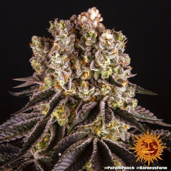 BearBush-Bear-Bush-Botanical-Collective-Barneys-Farm-Purple-Punch-Auto-7