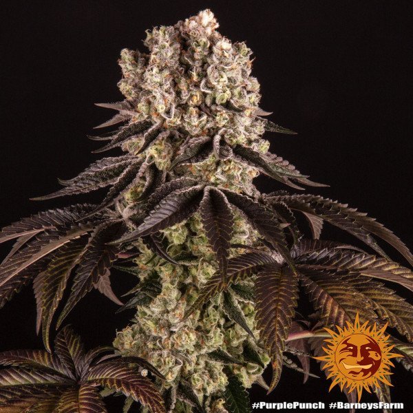 BearBush-Bear-Bush-Botanical-Collective-Barneys-Farm-Purple-Punch-Auto-8