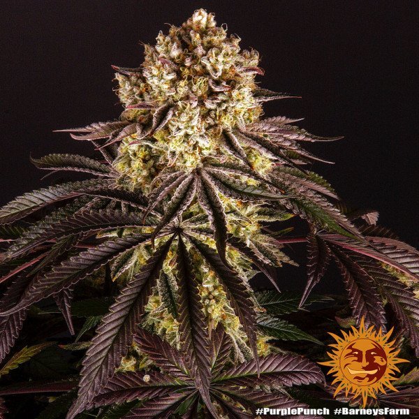 BearBush-Bear-Bush-Botanical-Collective-Barneys-Farm-Purple-Punch-Auto-9