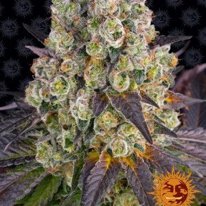 BearBush-Bear-Bush-Botanical-Collective-Barneys-Farm-Purple-Punch-x-Lemon-Drizzle-Fem-2