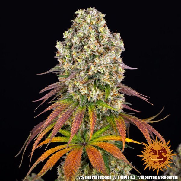 BearBush-Bear-Bush-Botanical-Collective-Barneys-Farm-Sour-Diesel-Fem-11