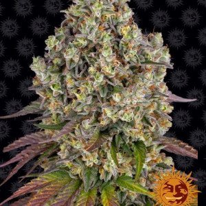 BearBush-Bear-Bush-Botanical-Collective-Barneys-Farm-Sour-Diesel-Fem-2