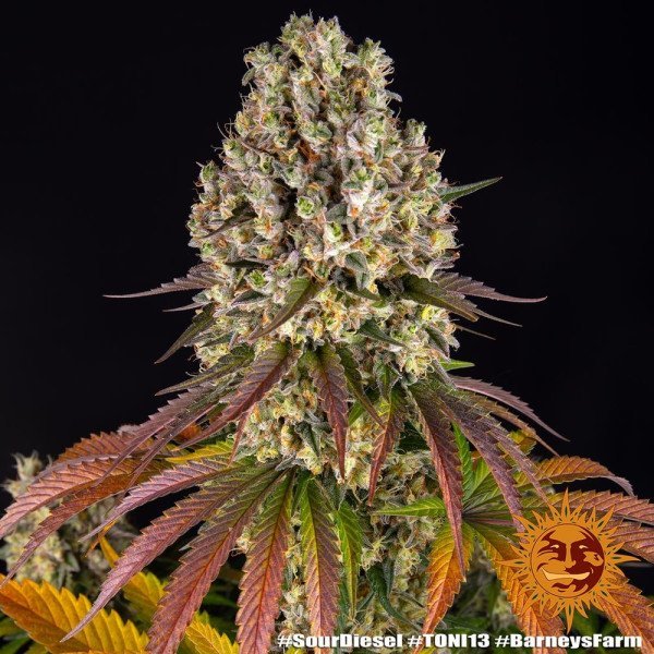 BearBush-Bear-Bush-Botanical-Collective-Barneys-Farm-Sour-Diesel-Fem-4