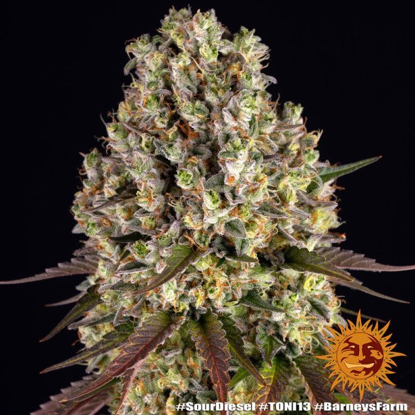 BearBush-Bear-Bush-Botanical-Collective-Barneys-Farm-Sour-Diesel-Fem-6