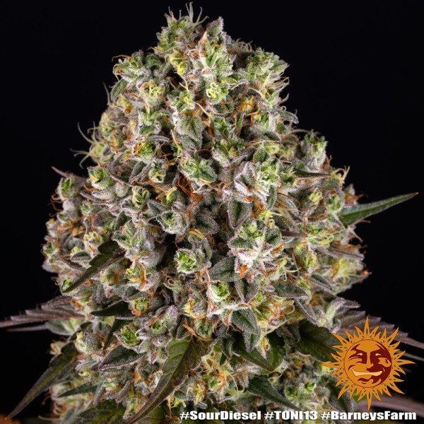 BearBush-Bear-Bush-Botanical-Collective-Barneys-Farm-Sour-Diesel-Fem-9